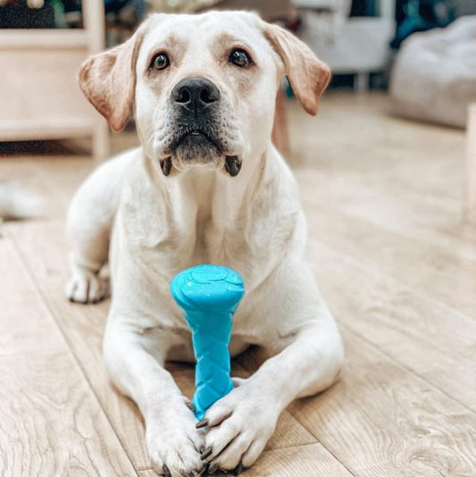 Creating a Pet-Friendly Home — A Guide for New Fur Parents